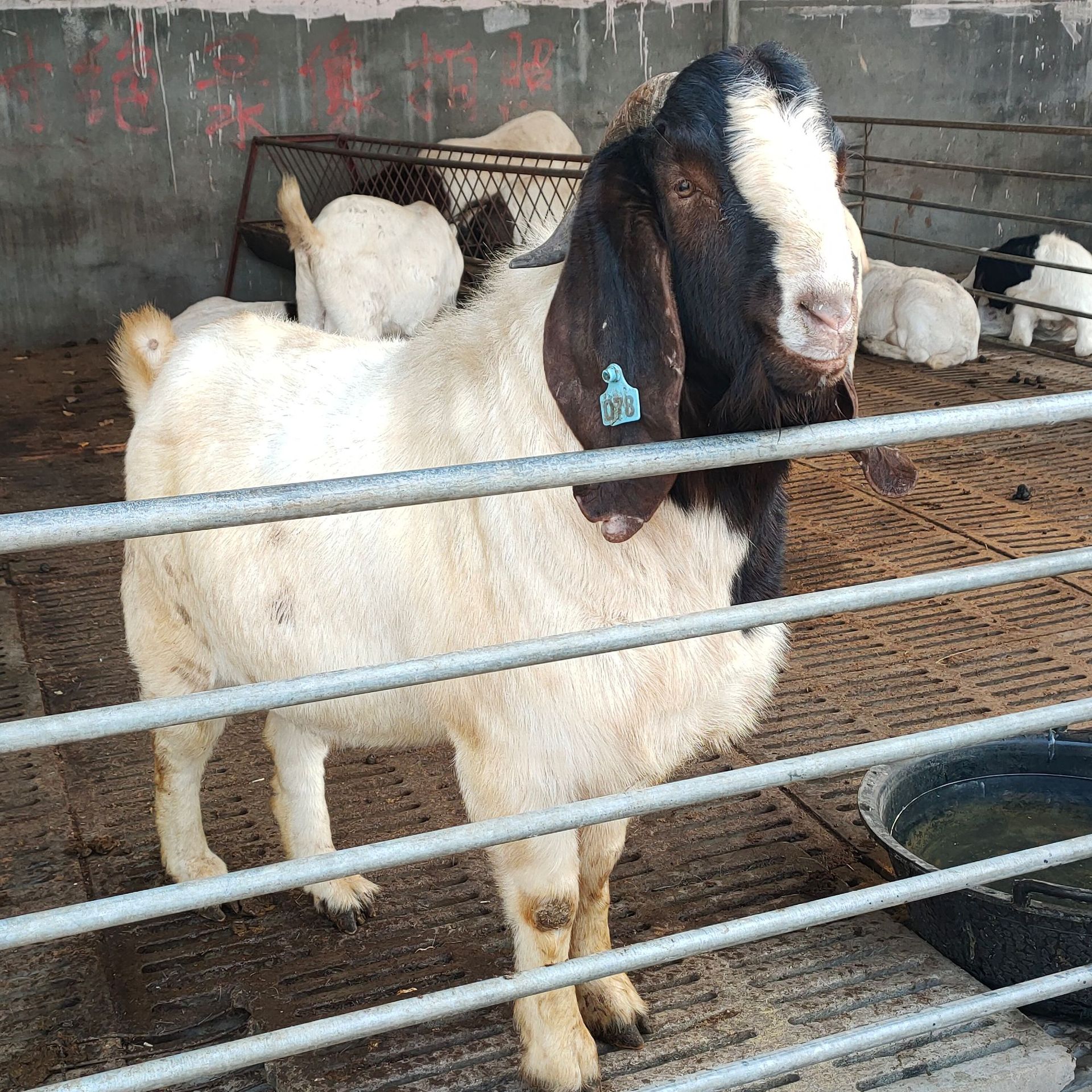 哪有卖波尔山羊种公羊波尔山羊怀孕母羊波尔山羊羊羔多少钱