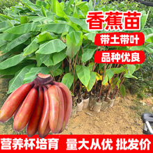 【50-70公分】香蕉树苗南洋粉蕉红蕉桂蕉芭蕉当年结果树苗香蕉苗