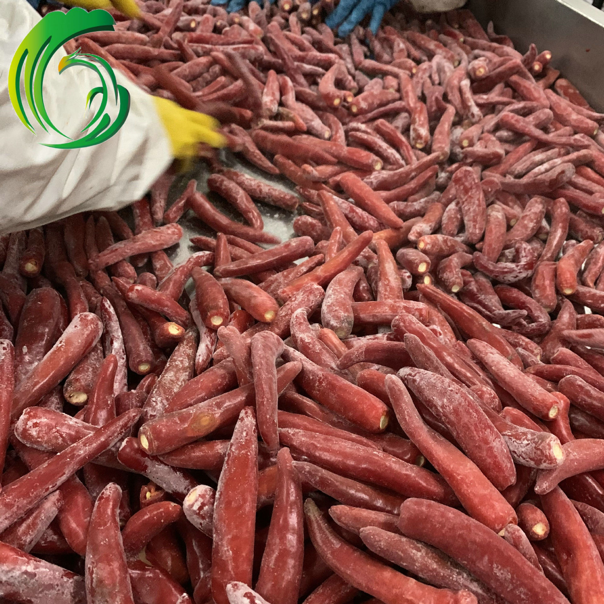 2021冷冻金塔辣椒 厂家直供 山东产地 备案基地 出口韩国 东南亚