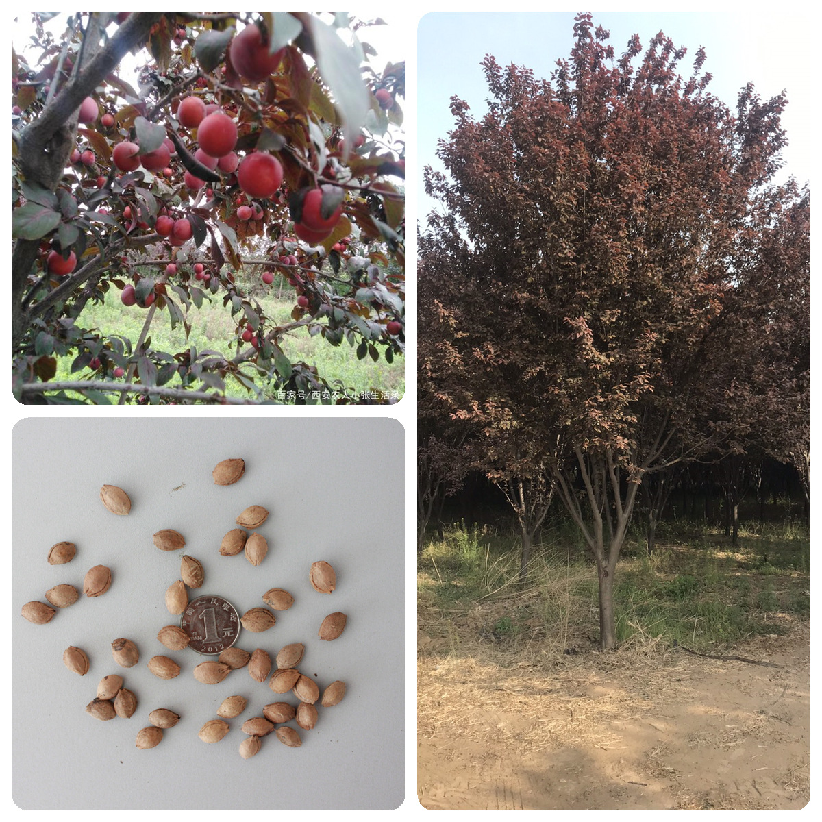 78成交0相似水果种子李子树种子红叶李 紫叶李种子大叶紫叶稠李 欧李