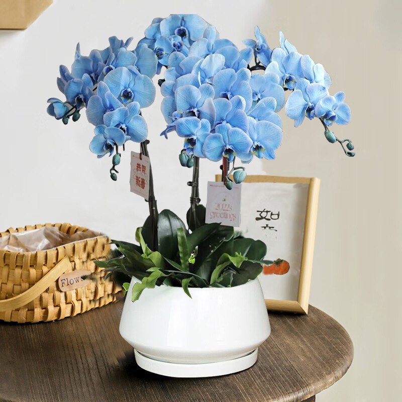 蝴蝶兰花苗带花剑带花苞盆栽兰花大苗客厅室内植物花卉四季好养活