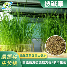 四川批发耐旱耐寒高海拔黑麦草种籽披碱草老芒麦燕麦牧草种子