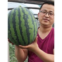 冰糖麒麟西瓜种子麒麟西瓜8424西瓜种籽种四季春夏甜美都西瓜种孑