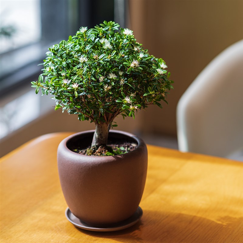 老桩赤楠盆景带盆栽好养活庭院绿植物室内紫砂耐阴四季常青吸甲醛