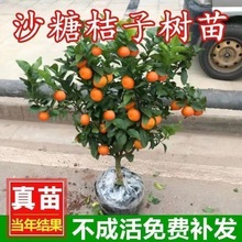 无籽砂糖橘树苗当年结果适合南方北方种植果冻橙蜜桔室外室内果树