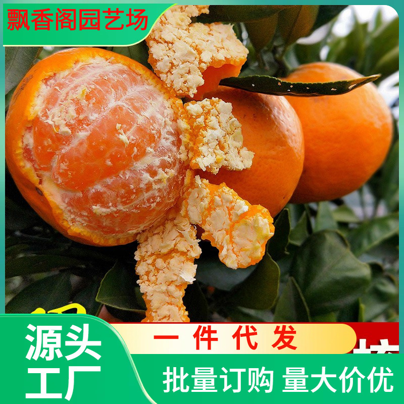 一件代发嫁接橘子苗沙塘桔子树苗无籽蜜橘南北方种植庭院盆栽地栽