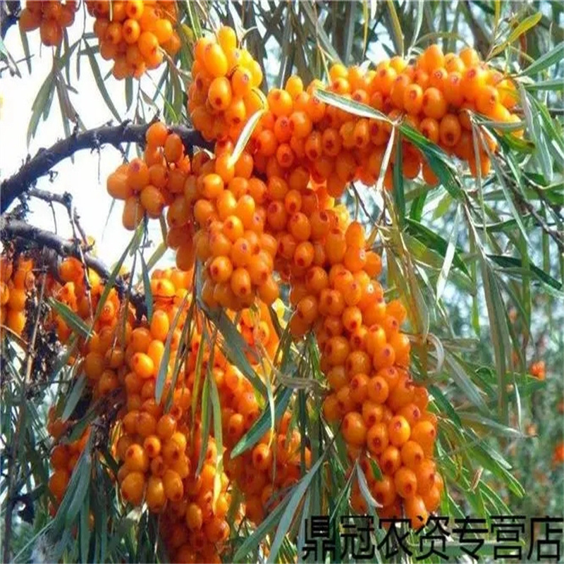 新采 火棘种子火把果救军粮红子刺 树种子 赤阳子种籽子绿化苗木