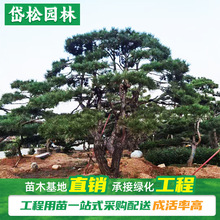 造型赤松大型种植基地 美化庭院园林景观赤松树 20公分造型景观松