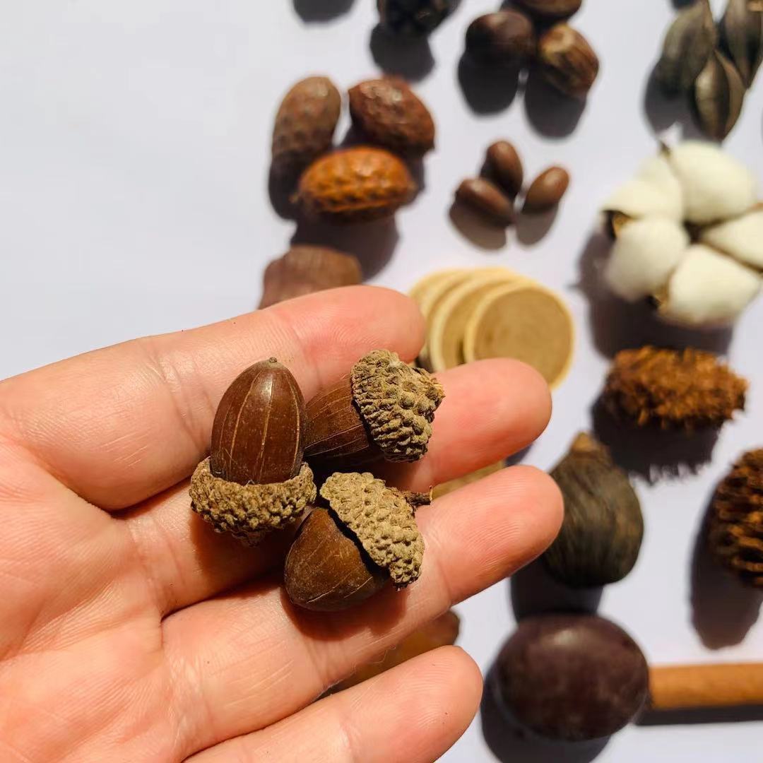 各类松壳松果路路通油松果圣诞挂件室内摆饰diy材料标本幼儿园