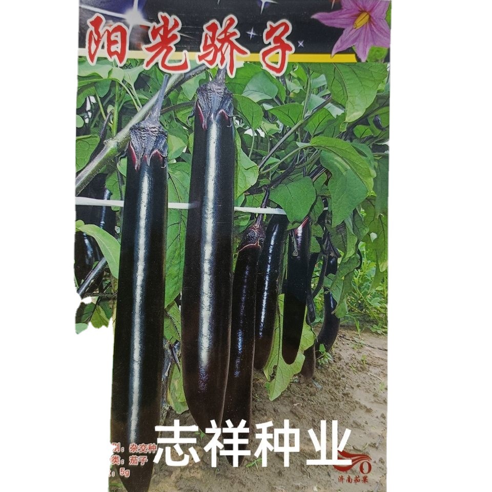 济南茄果阳光骄子长棒紫黑茄子种子杂交中早熟春秋蔬菜孑基地5克