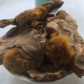 中药金毛狗