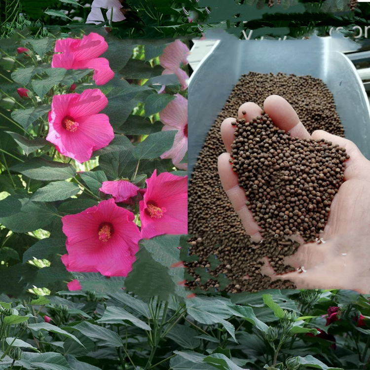 批发多年生草本植物大花秋葵种子美芙蓉草芙蓉