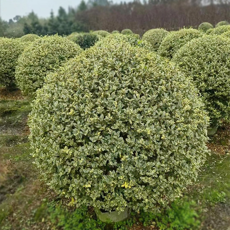 银姬小蜡灌木土球 花叶女贞 女桢球 成都园林绿化工程苗木花木
