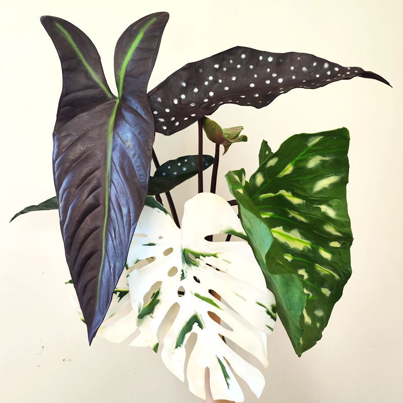 海外订单网红高仿真热带观叶植物叶片ins风室内造景海芋白锦龟背