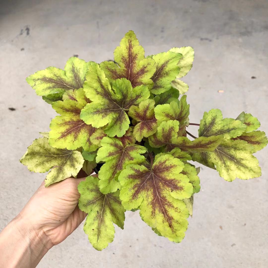 【基地直批】矾根植物盆栽观叶彩叶草耐寒冻小苗组合庭院花卉