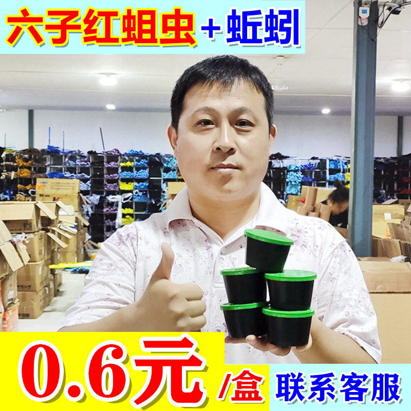 盒装蚯蚓活物红蛆虫活体批发钓鱼饵鱼食鲤鱼草鱼鲫鱼饵料鲜活蚯蚓