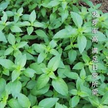 四季荆芥菜种籽河南大叶荆芥苗荆芥种子菜籽播荆菜青菜蔬菜种子