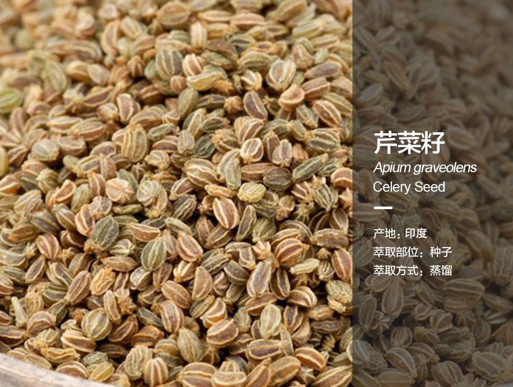 阿甘树印度芹菜籽精油apium. graveolens