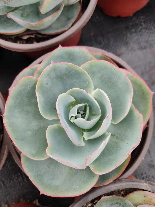 天羽多肉 达芬奇密码 1件20盆160元包邮 云南发货