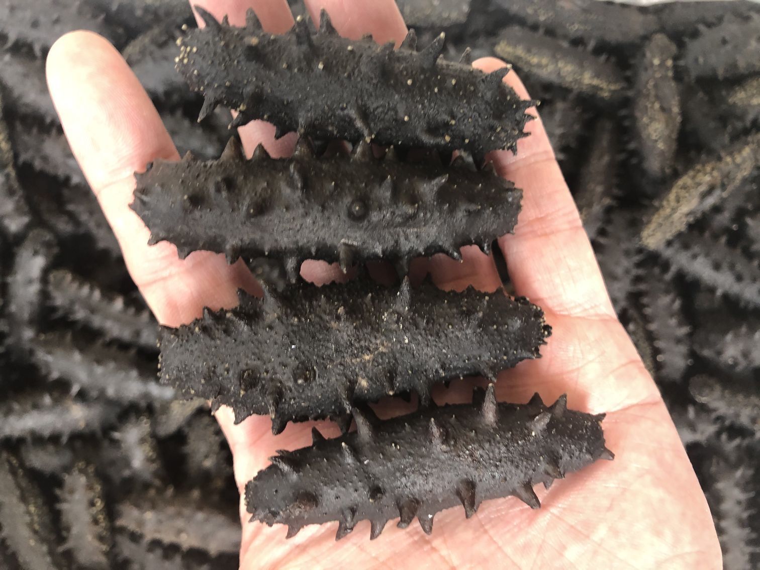 大连糖干海参-大连糖干海参厂家,品牌,图片,热帖-阿里巴巴