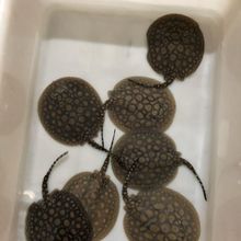 魟鱼皇冠黑白活体观赏鱼珍珠满天星白子黑帝魟鱼热带鱼龙鱼配鱼