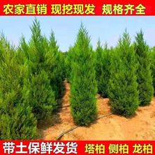 松柏树苗塔柏桧柏龙柏侧柏扁柏蜀桧圆柏宝塔松四季常青绿化花苗