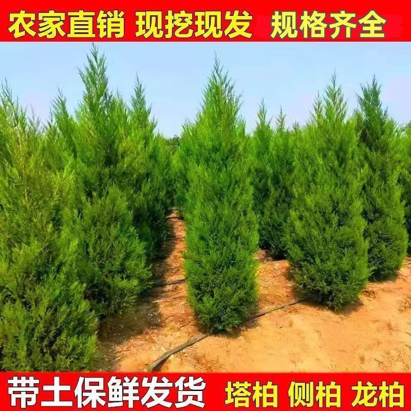 松柏树苗塔柏桧柏龙柏侧柏扁柏蜀桧圆柏宝塔松四季常青绿化花苗