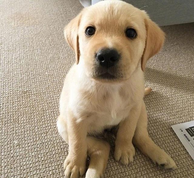 纯种散养拉布拉多 拉布拉多幼犬 宠物奶白拉布拉多