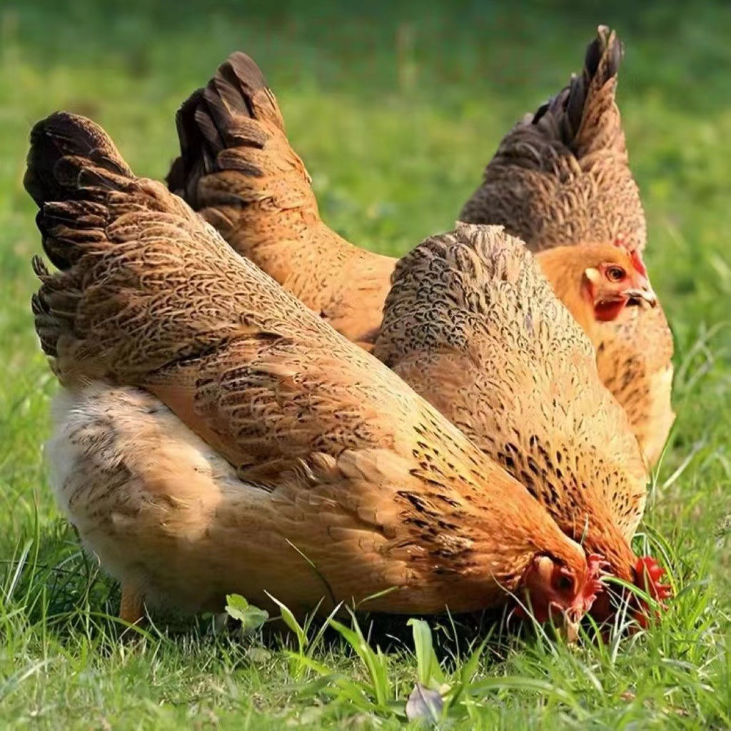 批发零售麻羽鸡苗活体 高产蛋麻羽鸡苗 1斤麻羽鸡苗全国包活到家