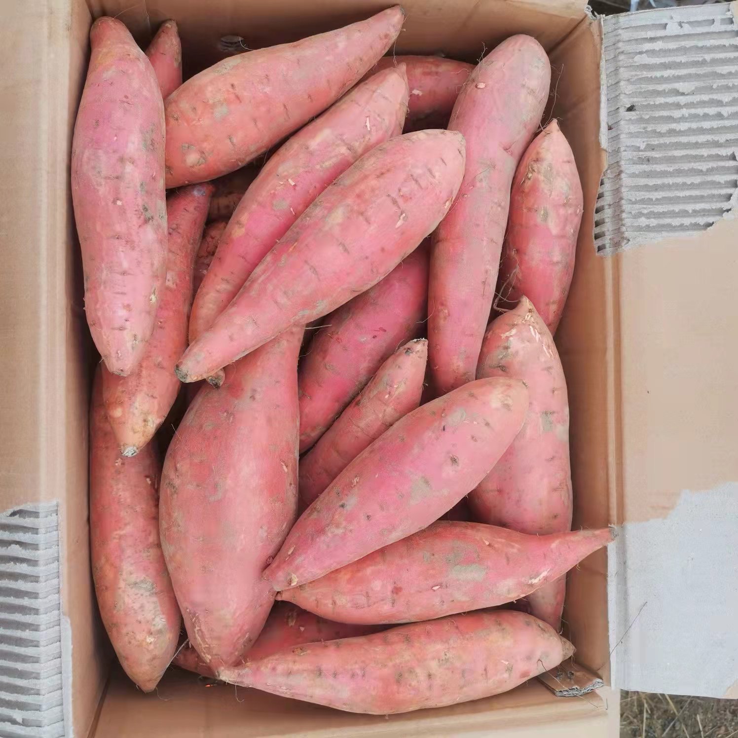 3 人以上所在地:保定市 雄县 双堂乡,徐庄村主营产品:蜜薯