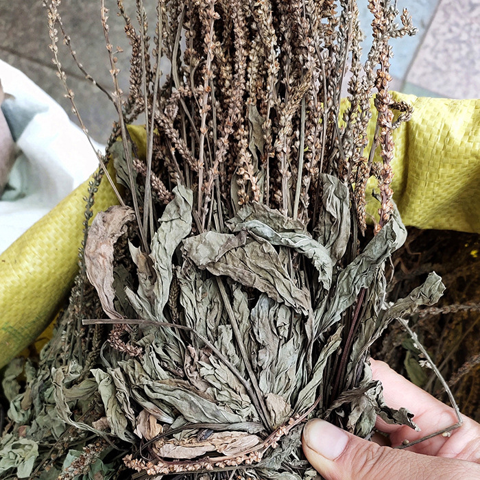 车前草中药材干车前草批发整株车前草牛蛇草七星草车轮草中草药