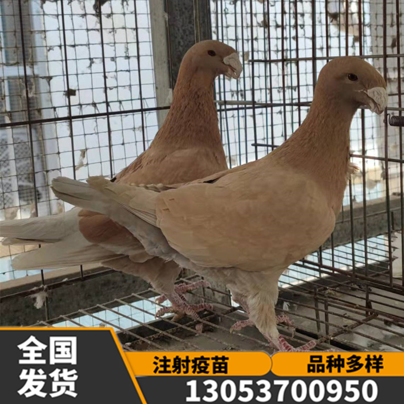 美河马鸽 黄杠马头鸽子 瓦灰蛇头鸽子 白马头 观赏鸽种鸽