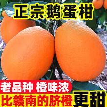 升级鹅蛋柑】比赣南的脐橙更甜10斤新鲜水果冻冰糖手剥橙橙子