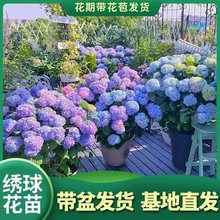 无尽夏绣球花苗大苗八仙花大花庭院阳台盆栽花卉老桩四季开花耐寒