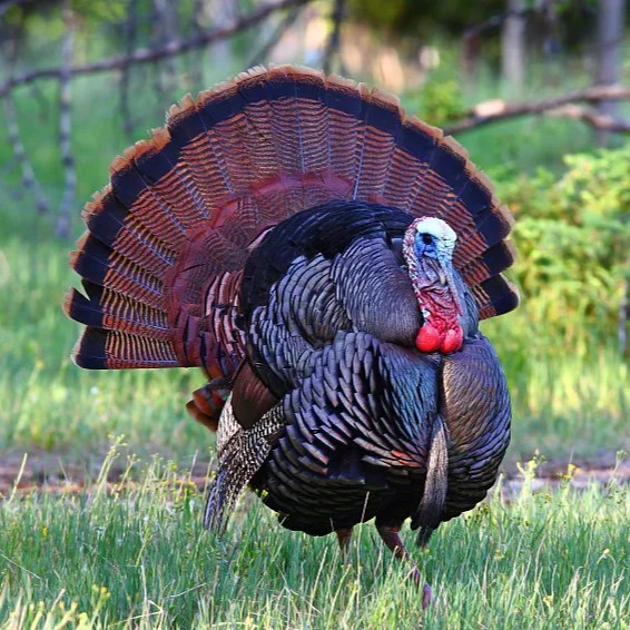 巨型火鸡活苗青铜贝蒂娜火鸡苗大种火鸡苗活物火鸡活体快递包活