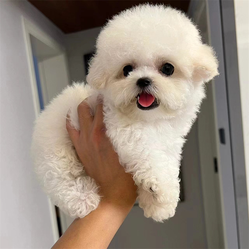 下单之前请咨询客服,自行下单默认发养殖资料评价订购说明内容声明