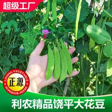 和利农饶平大花豆荷兰豆种籽种子豌豆苗四季甜蔬菜豌豆种籽孑籽