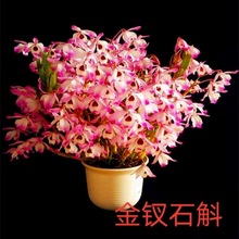 低价 澳洲香水石斛 石斛苗 室内盆栽花卉 兰花种植