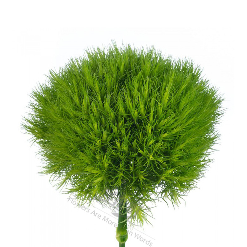 鲜花町新鲜绿毛球绿石竹长花期昆明直发家庭办公室插花配花-阿里巴巴