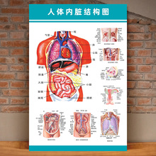 人体解剖图挂图结构图神经五脏六腑淋巴器官挂图现货批发定大小