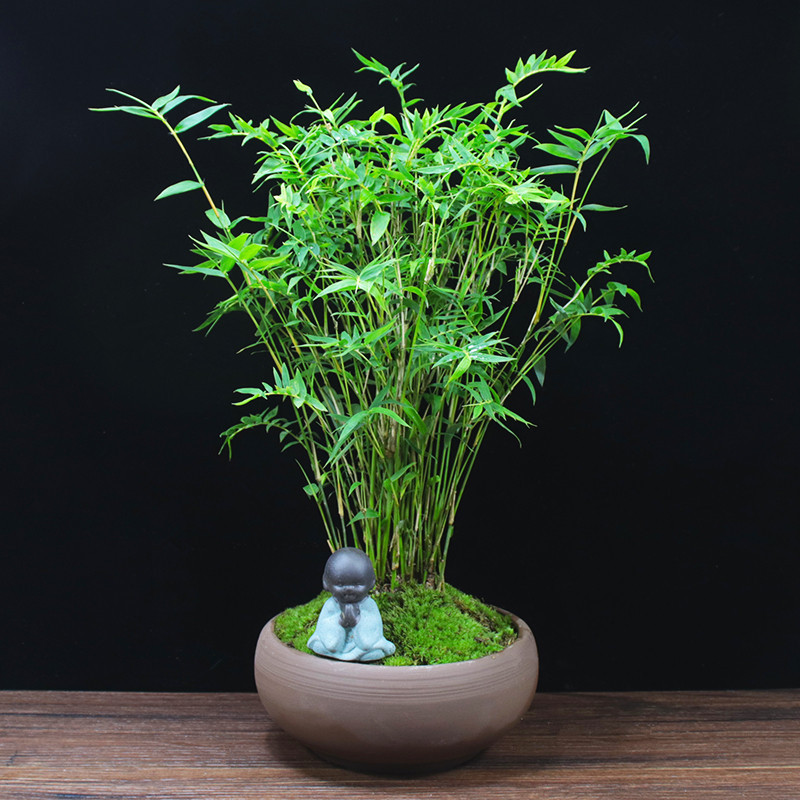米竹凤尾竹盆栽观音竹室内绿植迷你植物小竹子桌上茶几盆栽盆景竹