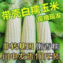 云南新鲜白糯牛奶玉米10斤当季现摘嫩苞谷代餐甜糯玉米棒子包邮