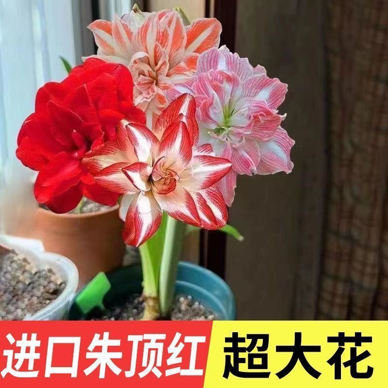 日本皋月杜鹃岸牡丹紫色重瓣花卉稀有品种重瓣带香味盆栽室内