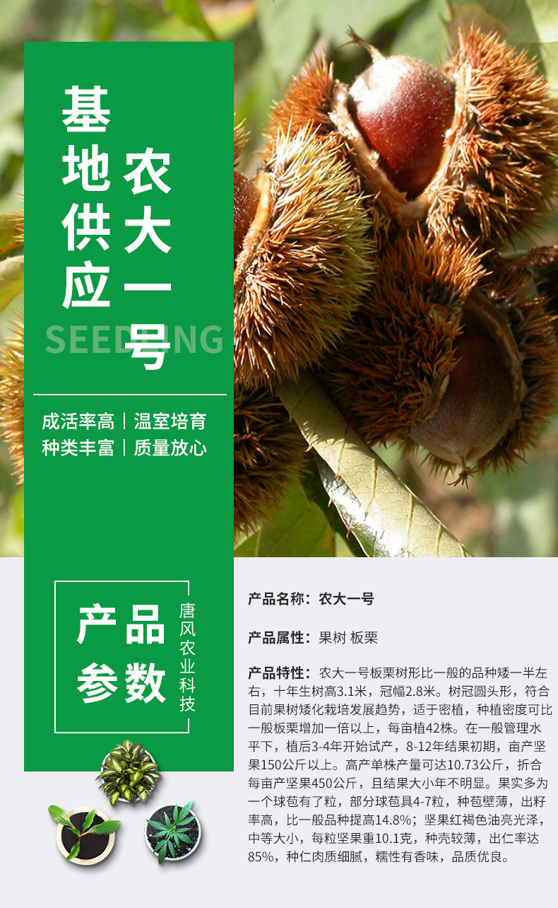 批发早熟矮化高产板栗树苗 农大一号板栗苗 南北方种植