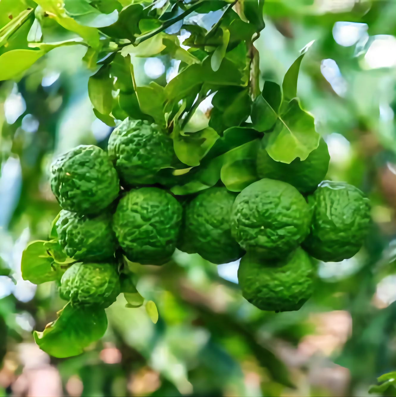 佛手柑精油 冷磨压榨香柠檬油 芳疗级厂家现货供应