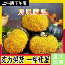 山东贝贝南瓜可蒸煮栗味粉糯小南瓜孕妇宝宝辅食新鲜蔬菜整箱批发