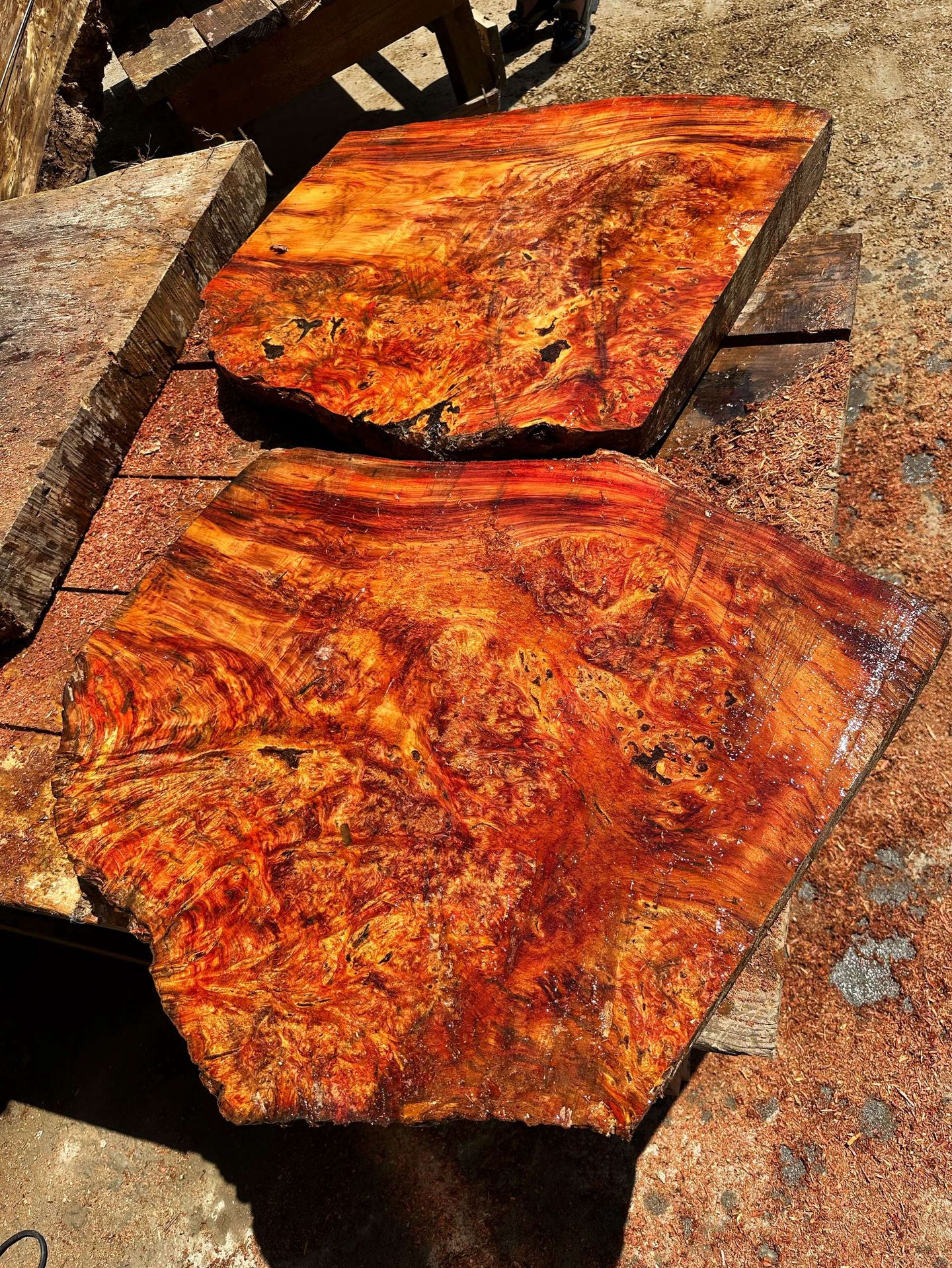 高品质 红豆杉 树瘤面板 爆满树瘤花纹 红木工艺品 实木板材 原木