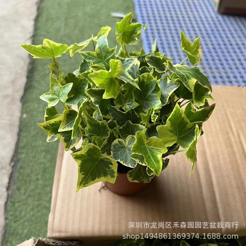 花叶常春藤花卉金边常青藤吊兰植物垂吊盆栽装修室内绿植基地批发