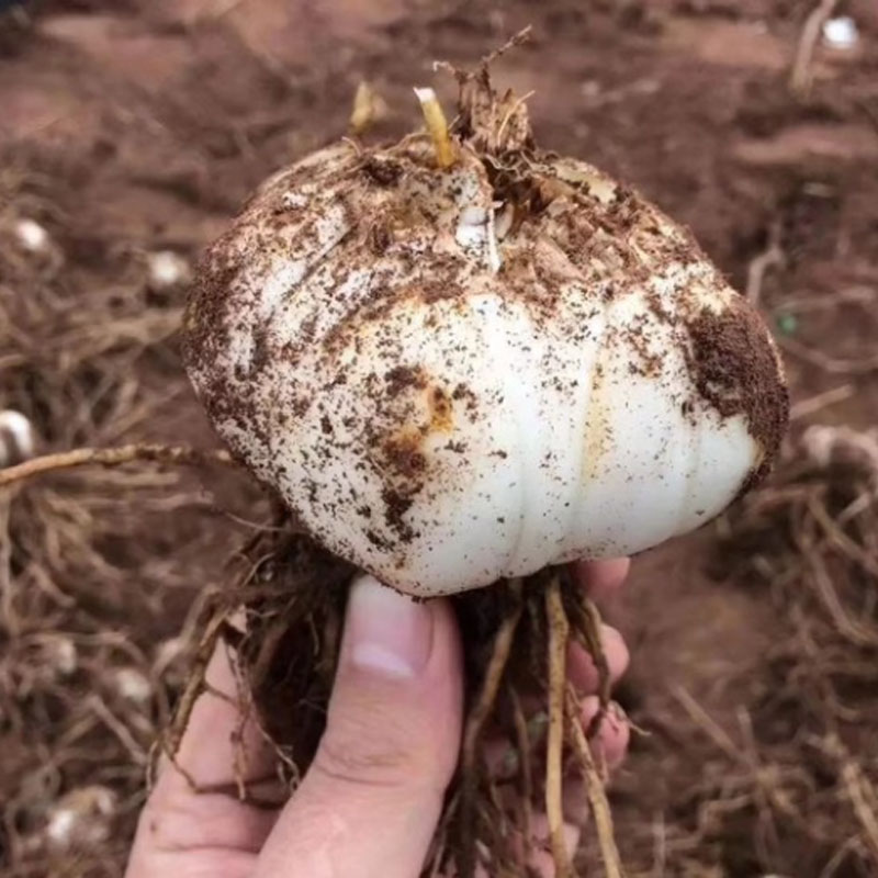 兰州新挖百合新鲜甜百合食用甘肃特产级非干货生白合干特产级包邮