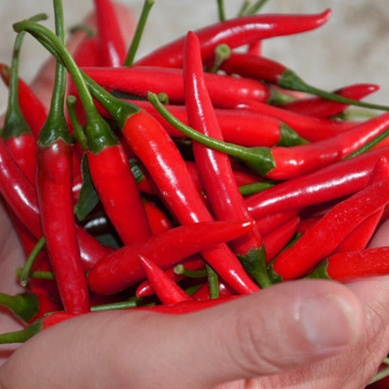 小米椒新鲜广东辣辣椒指天朝天椒土红椒七星尖椒泡椒批发特辣小吃